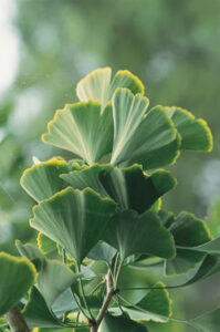 Improve Your Health with Medicinal Herbs Image